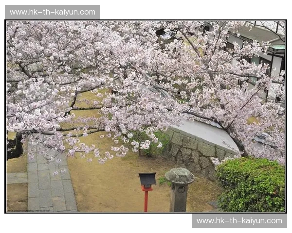 樱花之约，宝岛之恋：一场跨越海峡的文化与美食盛宴（日本vs台北）